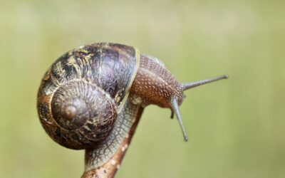 Cerdas